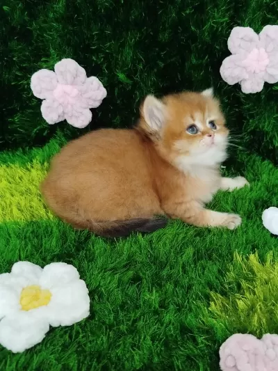 British Golden Safkan