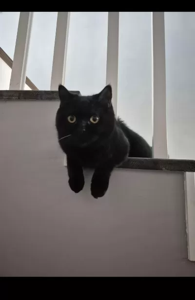 1 Yaşında Çok Cana Yakın Kısır Dişi Kedimiz