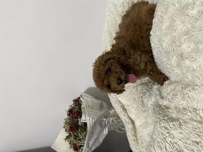 Mükemmel Toy Poodle Yavrumuz