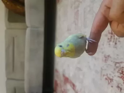 Harika Yavru Muhabbet Kuşu
