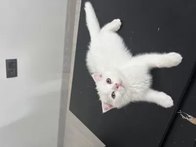 2 Aylık Yavru Kedimiz