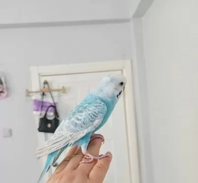 Sağlam Çift Muhabbet Kuşu (ele Geliyor)