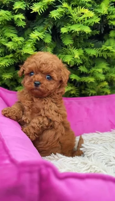 Toy Poodle Bebeklerimiz İrk Garantili