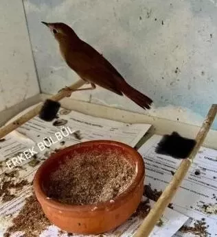 Yavrudan Büyütme Erkek Ve Dişi Bülbüller