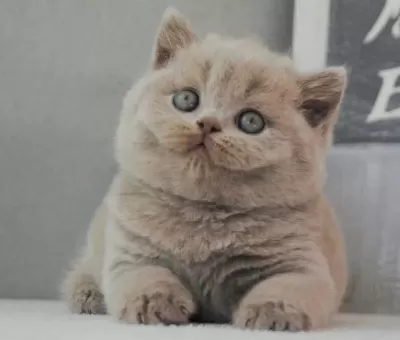 En Özel Lilac British Shorthair
