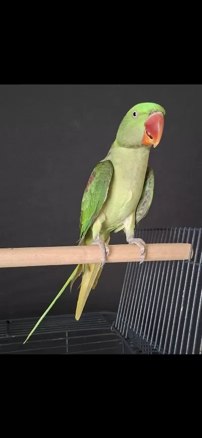 Erkek Jumbo Boy Alexander