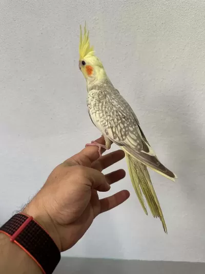 Yavru Sultan Papağanı