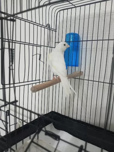 Harika Nameli Öten Kanarya