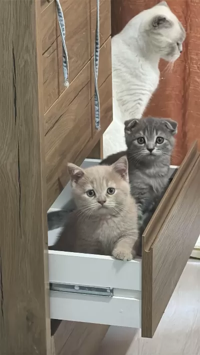Sağlıklı Güzellik Kediler