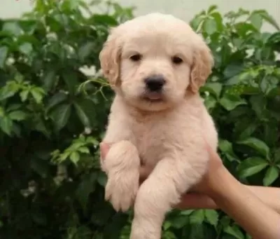 İrk Ve Sağlık Garantili Golden Retriever Yavrular