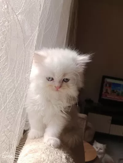 İran Kedisi Sahibimi Arıyorum