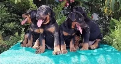 İrk Ve Sağlık Garantili Doberman Yavrular
