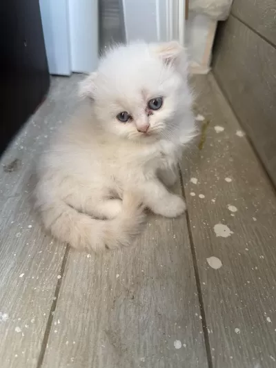 Scottish Fold Longhair Yavru Kediler
