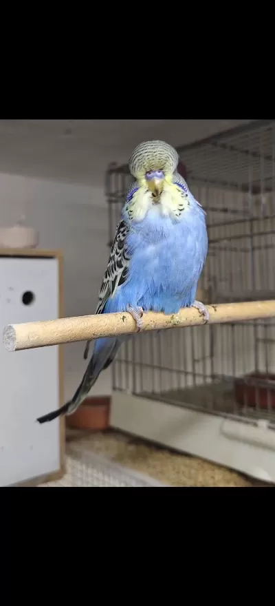 Yeni Yeme Düşen Show Muhabbet Kuşu Yavrular