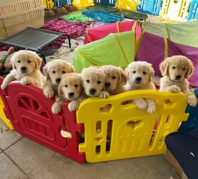 Golden Retriever Yavrulari