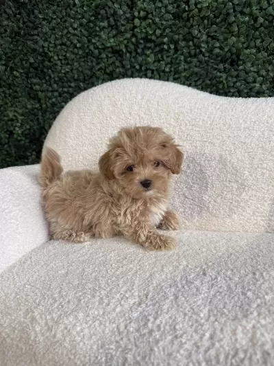 Kore Maltipoo Yavrularımız