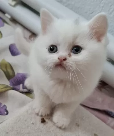 Yeni Yuvasına Hazır British Shorthair Yavrumuz