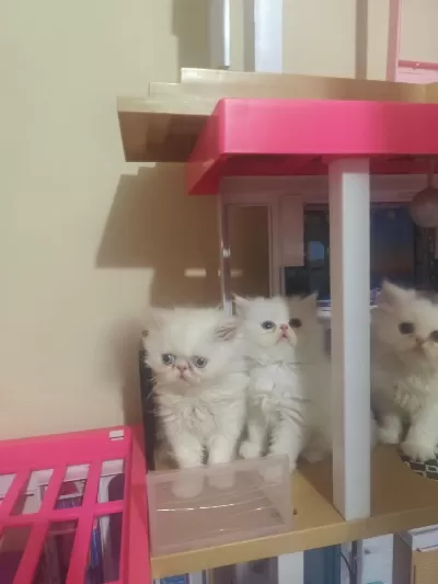 2 Aylık Safkan İran Yavrularım Yeni Yuva Arıyor