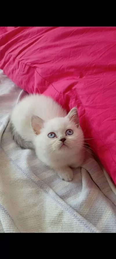 British Shorthair Mutluluk Dağıtıyoruz