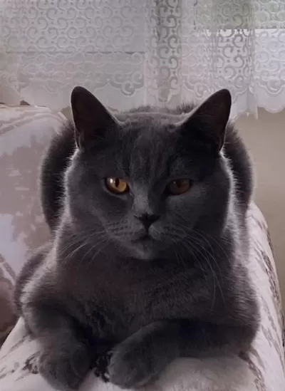 British Shorthair Kedim