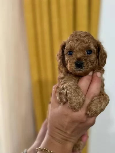 Toy Poodle Yavru Köpekler