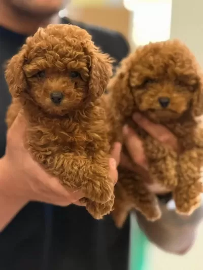 Aşili Karneli Toy Poodle Yavrularimiz