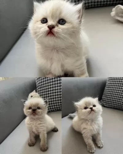 British Longhair Yavru Kediler