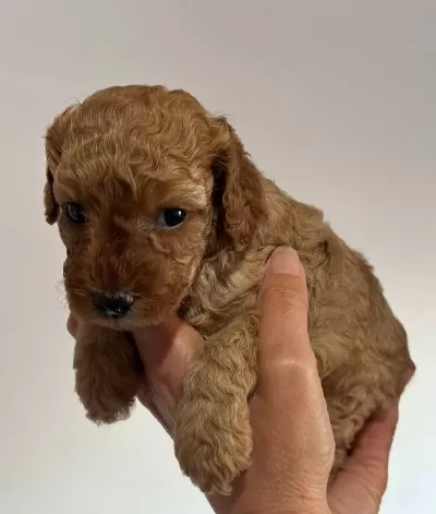 Safkan Irk Garantili Poodle Yavrularimiz