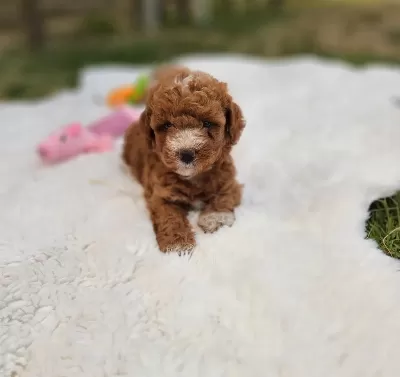 Maltipoo Yavrularimiz