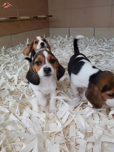Beagle Yavruları Akkuş Üretim Çiftliğinden
