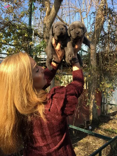 Muhteşem Blue Cane Corso Yavrularımız
