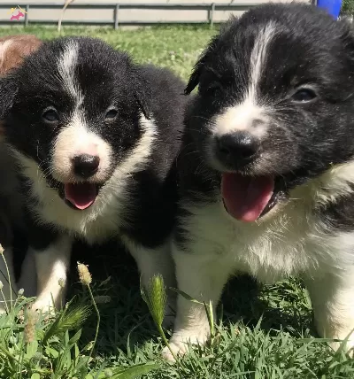 Border Collie Yavrularımız