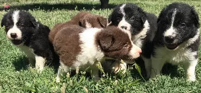 Border Collie Yavrularımız