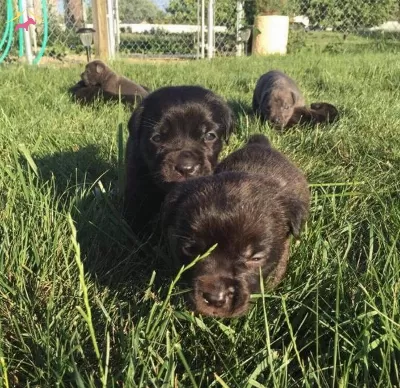 Cane Corso Mukemmel Kalite Yavrular