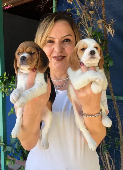 Sevimli Oyuncu Beagle Yavrularımız