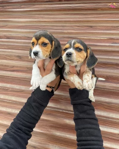 Irk Ve Sağlik Garantili Beagle