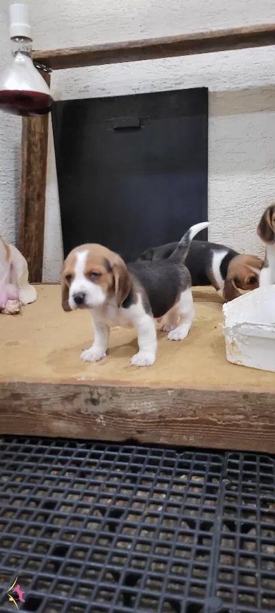 Safkan Irk Garantili Beagle Yavrular