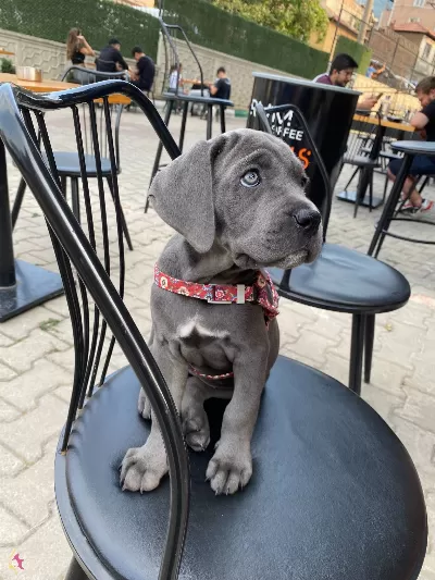 A Kalite Blue Cane Corso Yavrularım