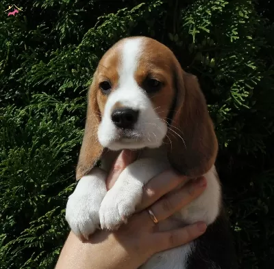 Irk Ve Sağlık Garantili Beagle Bebeklerim