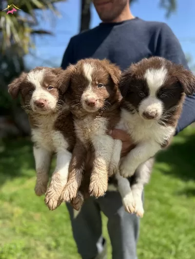 Akıllı Border Collie Yavrularımız