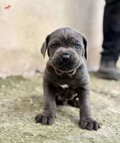 Koca Kafalı Cane Corso Yavruları