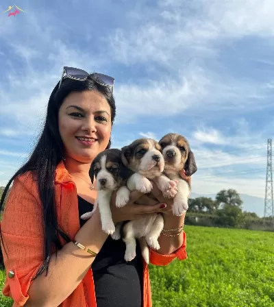 Elizabeth Beagle Yavrularımız