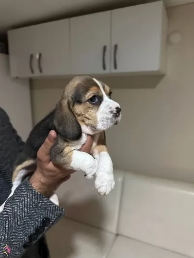 Mukemmel Beagle Yavrularımiz