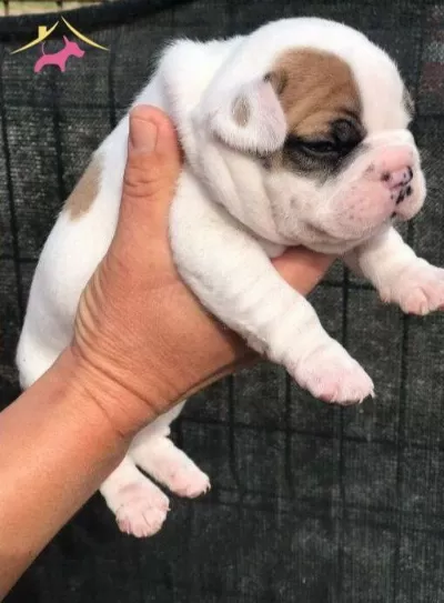 A Kalite Yavru French Bulldog Ulasabilirsiniz