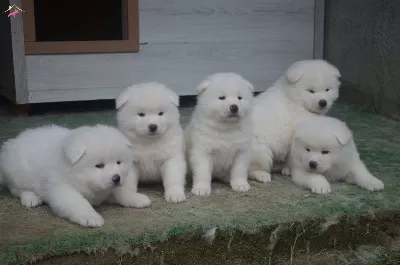 Kar Beyaz Akita Inu Yavrularımız