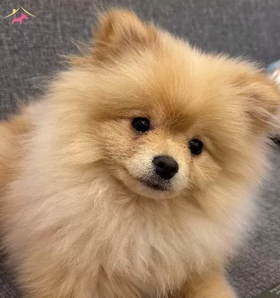 7 Aylık Erkek Pomeranian