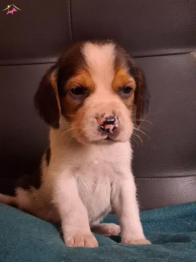 Safkan Irk Garantılı Beagle Yavrularımız