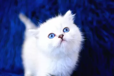 Boncuk Gözlü SilLver British Shorthair Ns1133
