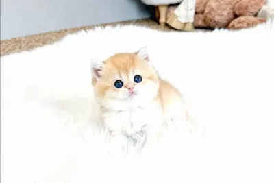 Sarı Kürklü Golden British Shorthair