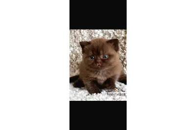 Petito Ayıcığı Chocolate British Shorthair
